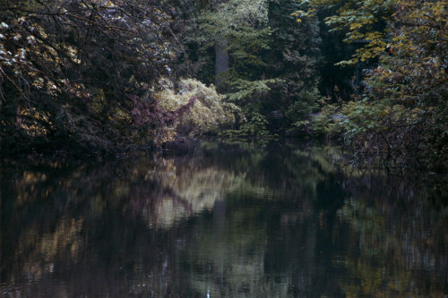 Trees | Nature | Water | Hombroich